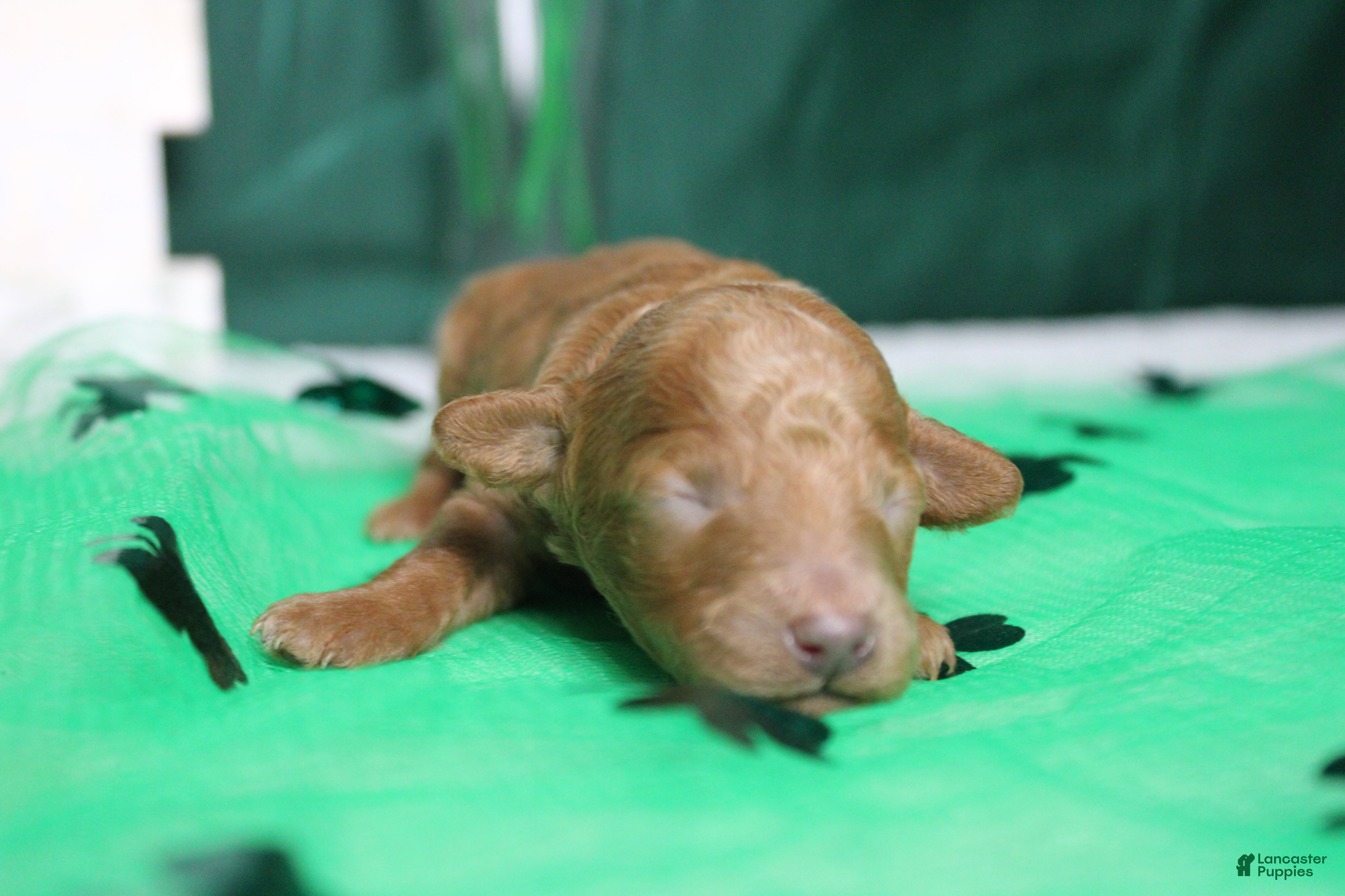 Miniature Poodle dogs Brittany  - Ad 3