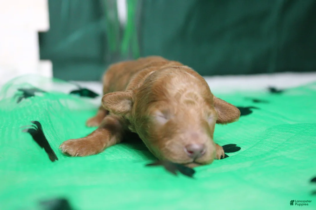 Miniature Poodle dogs for sale: Brittany  - Ad 1