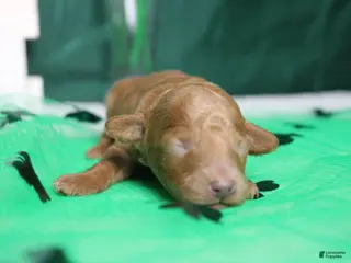 Miniature Poodle dogs Brittany - Ad 3