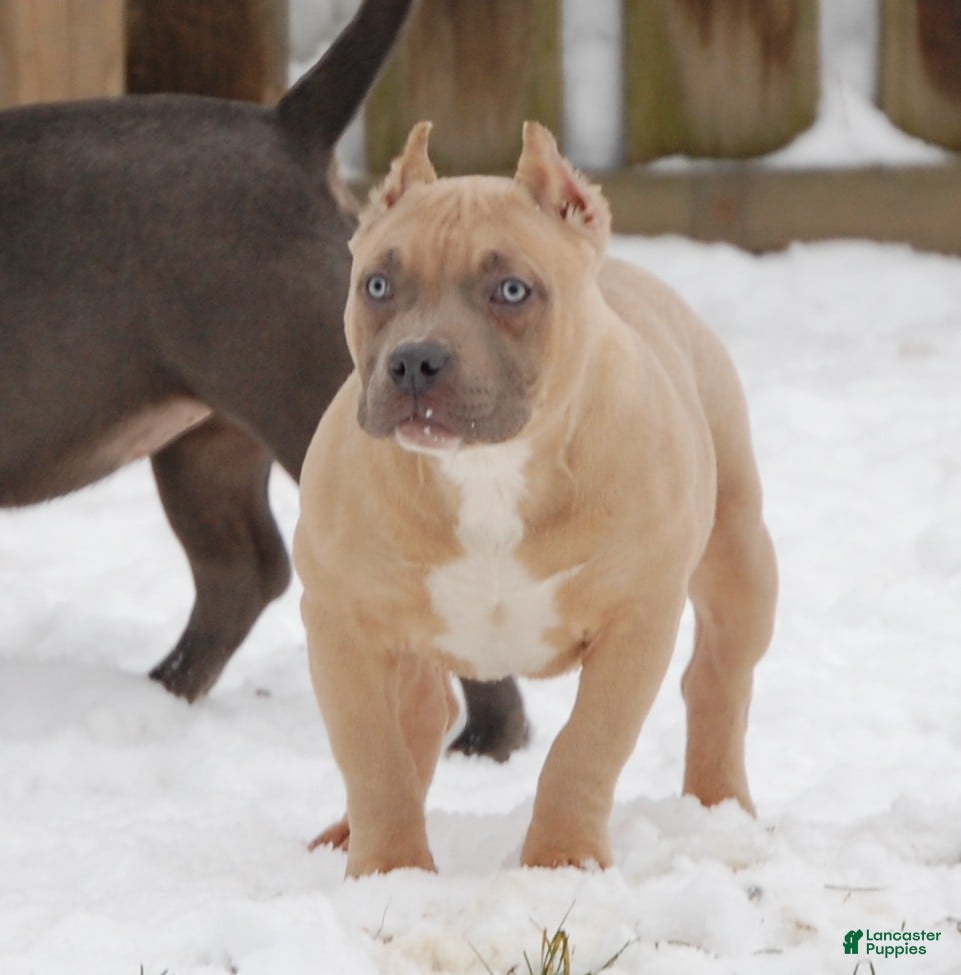 American Bully dogs Fawn Male 1 - Ad 8