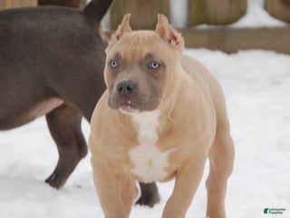 American Bully dogs Fawn Male 1 - Ad 37