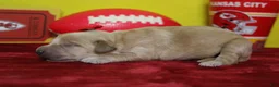 Goldendoodle dogs for sale: Moon - Ad 3