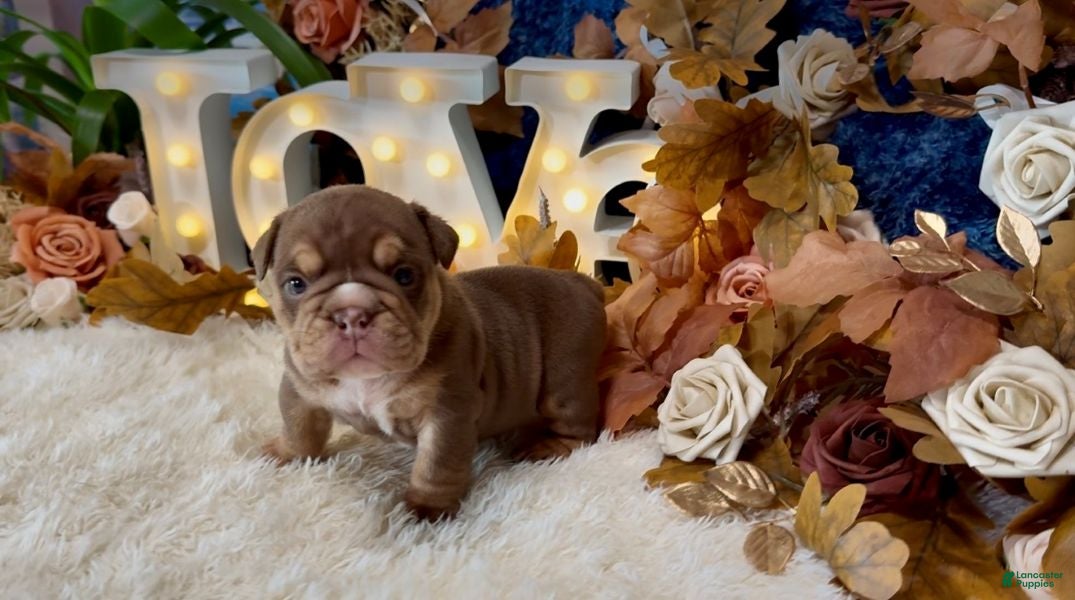 English Bulldog dogs Choc Tri Girl - Ad 2
