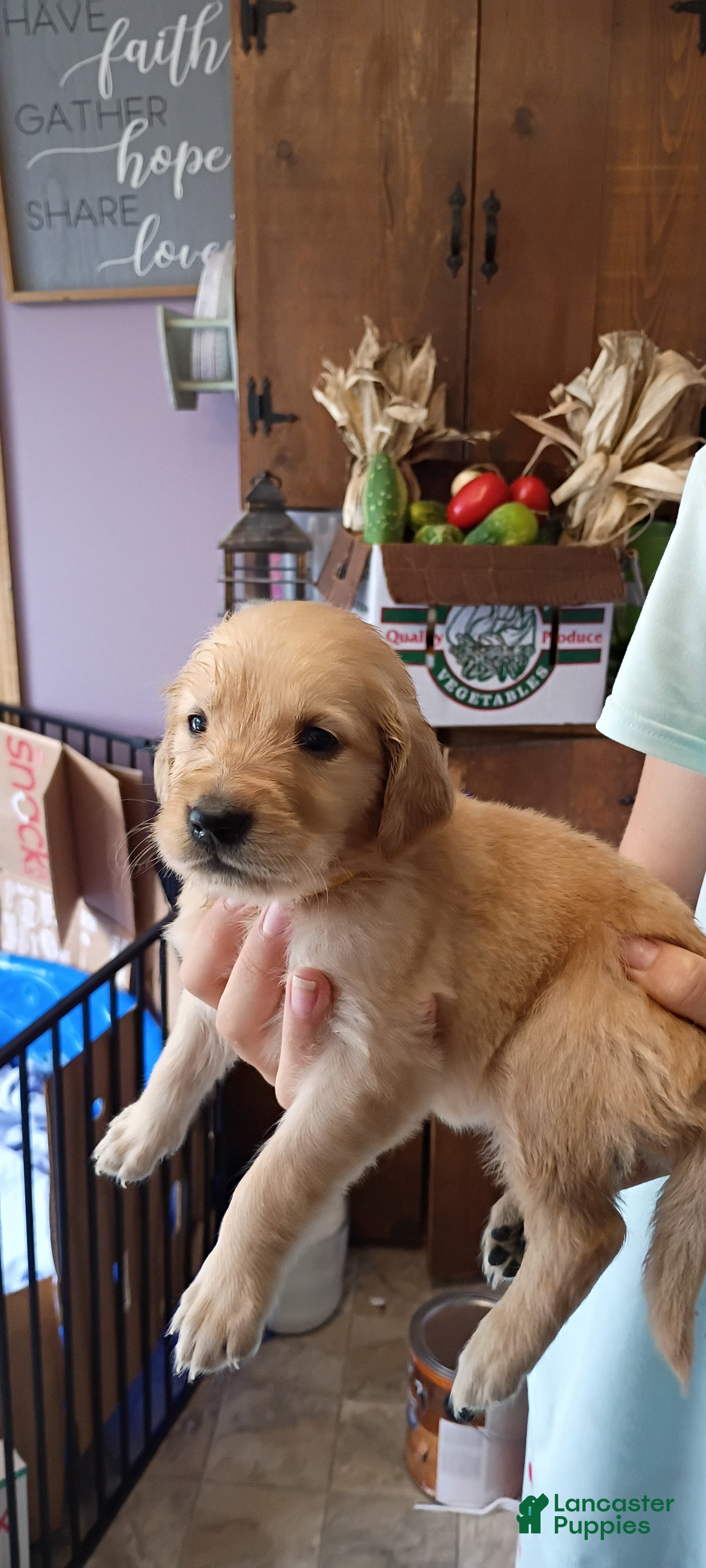 Golden Retriever dogs Golden Retriever Female 4 - Ad 2