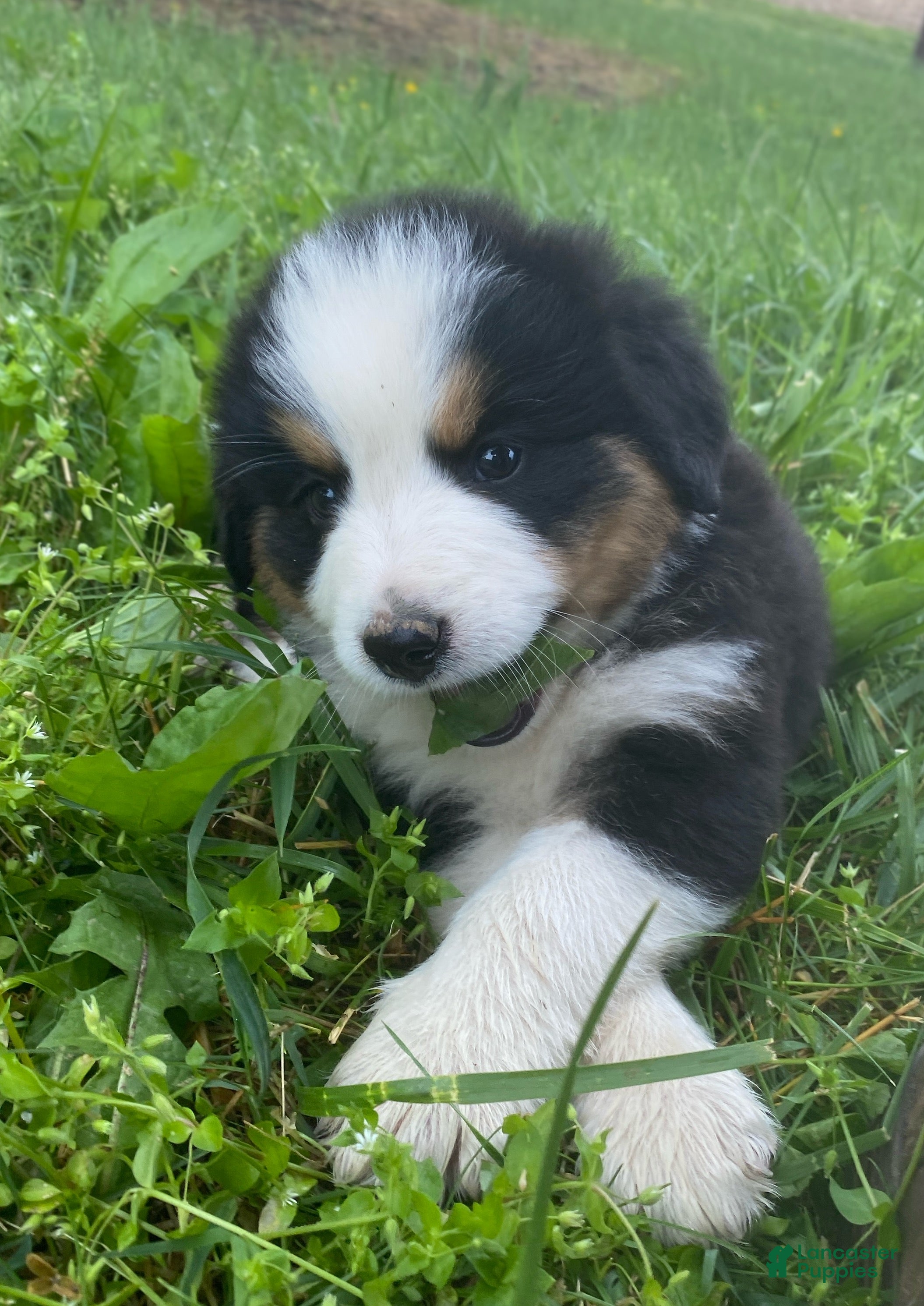 Mixed Breed dogs for sale: ♥️BABY BEAR♥️ - Ad 2