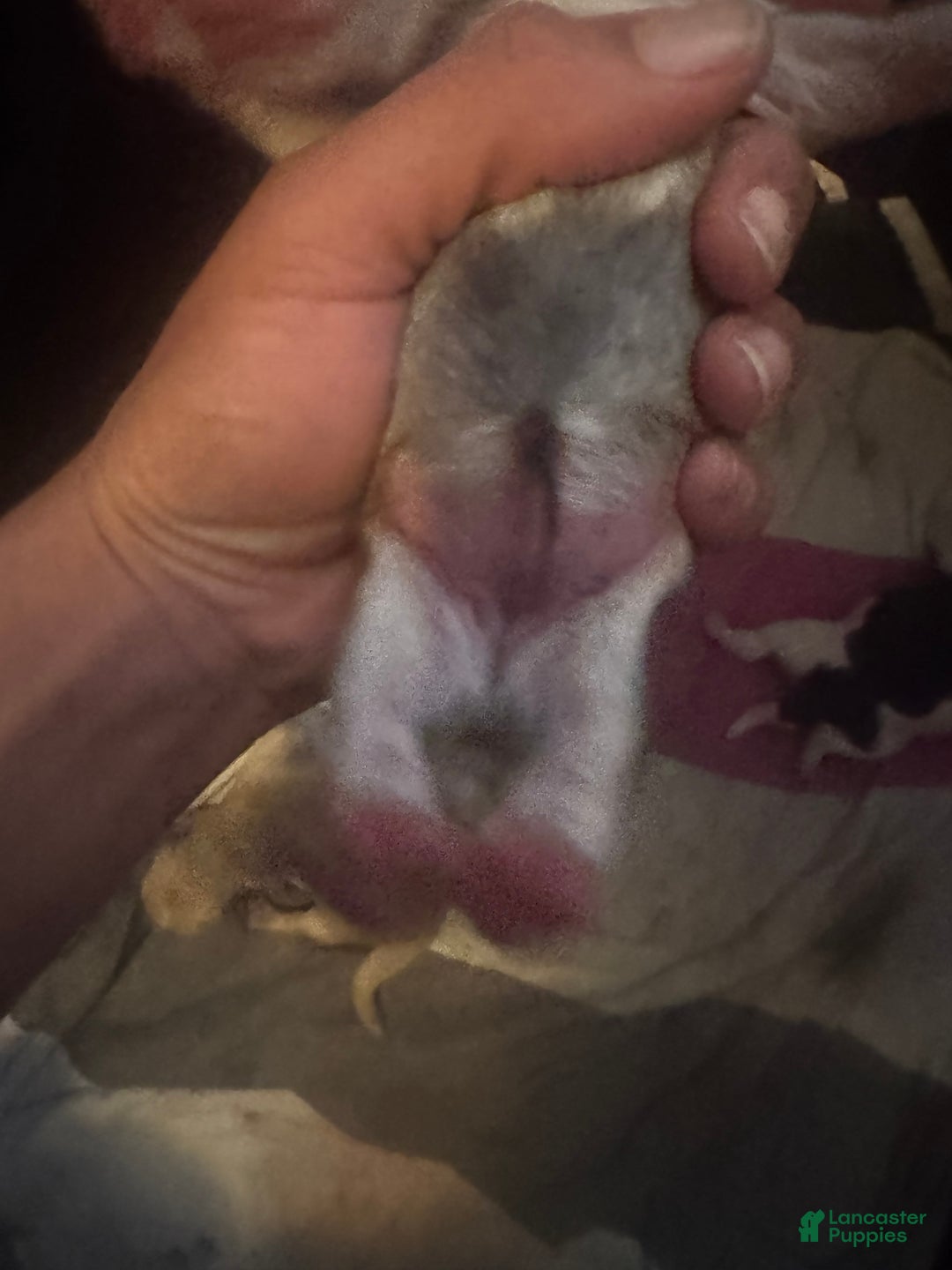 Mixed Breed dogs for sale: Twinkle  - Ad 3