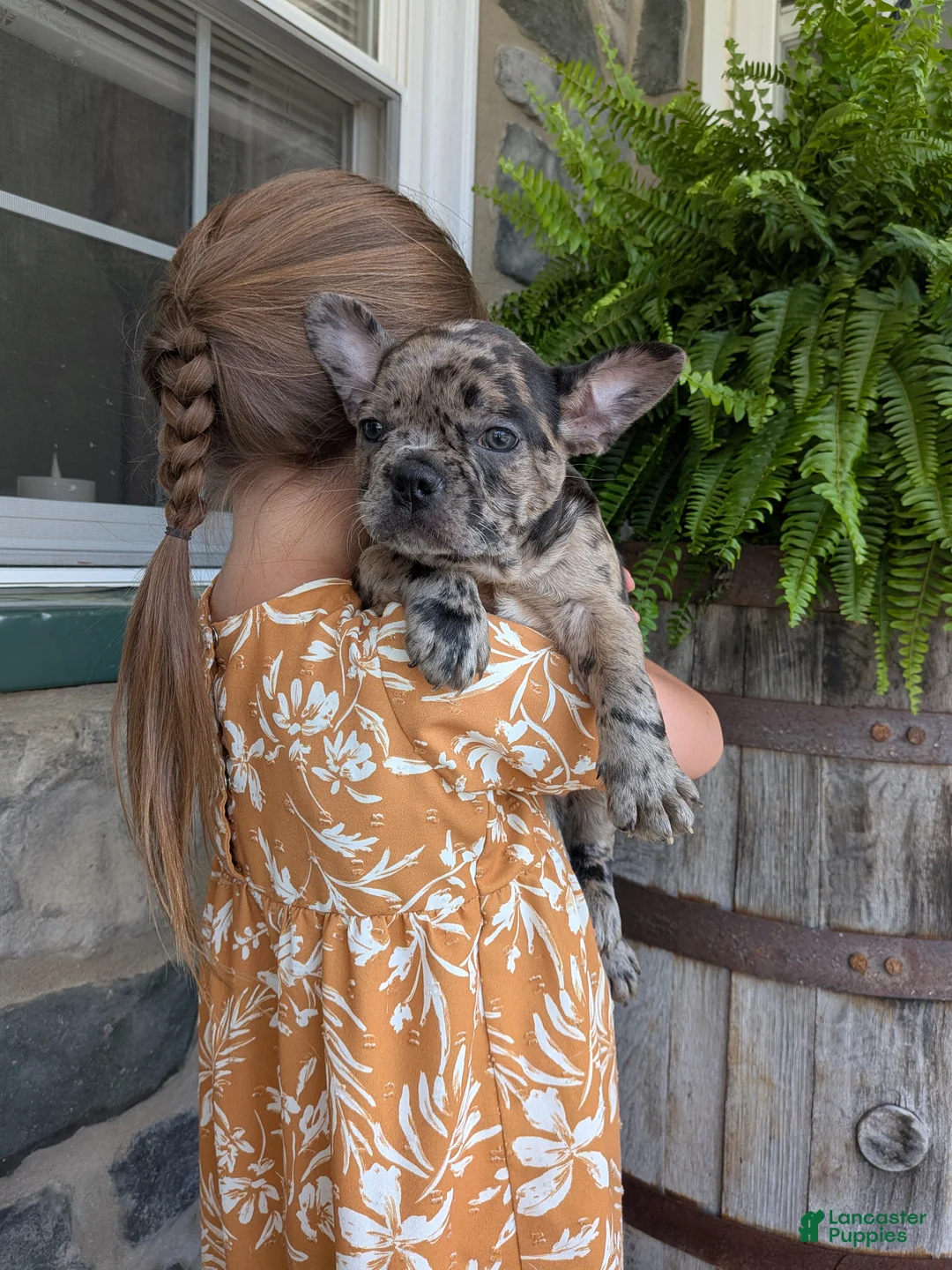 Frenchton dogs for sale: Frenchton Puppy 1 - Ad 3