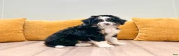 Mini Bernedoodle dogs for sale: Harrison - Ad 7