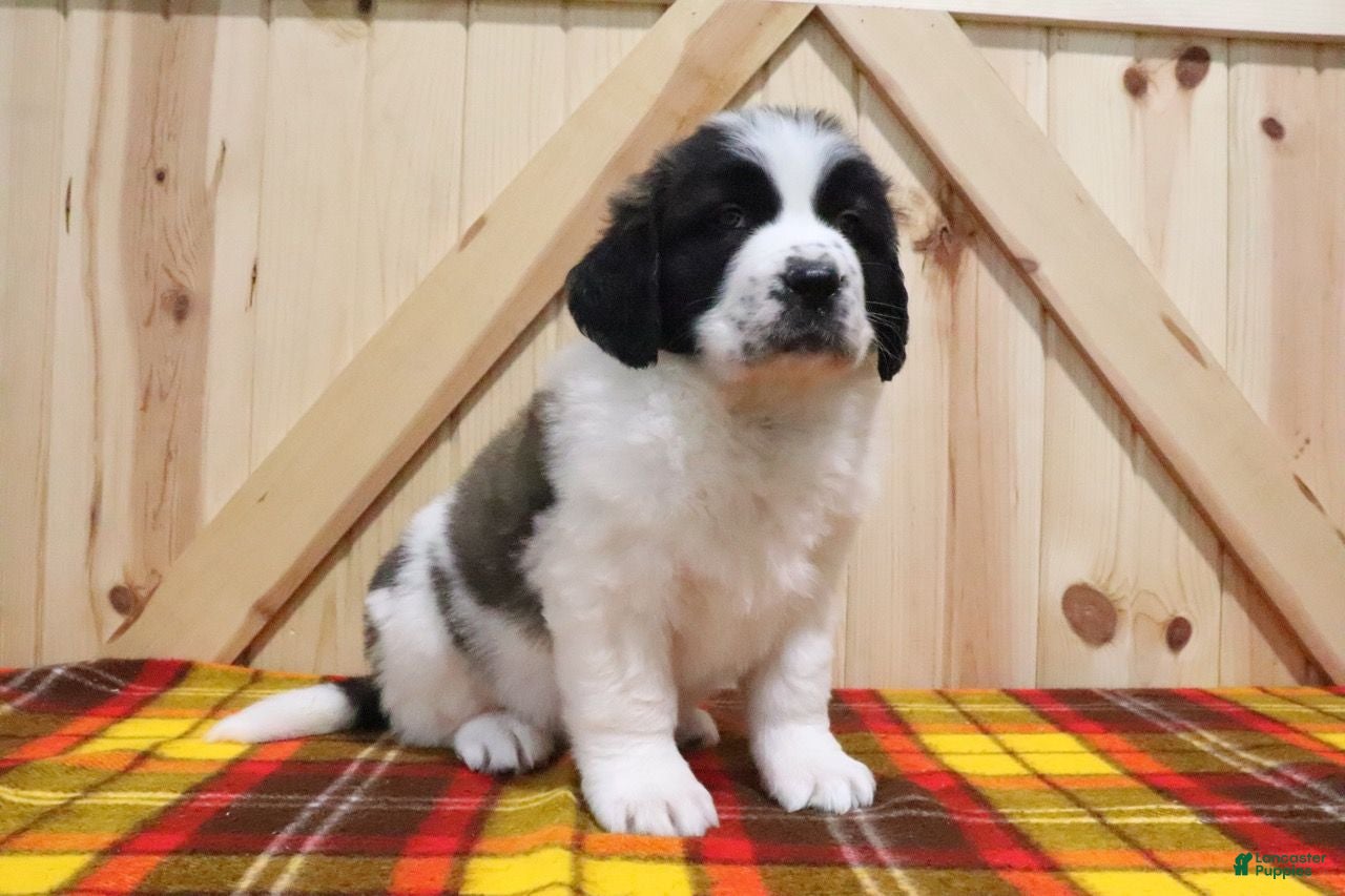 Saint Bernard dogs Sugar Cookie - Ad 8