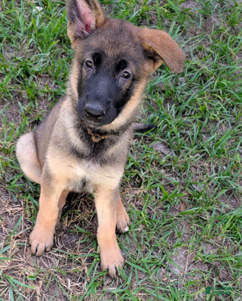 German Shepherd dogs for sale: Sable - Ad 17