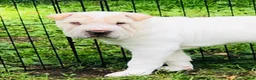 Shar Pei dogs for sale: Shar Pei Puppy 8 - Ad 14