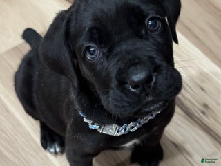 Cane Corso dogs Zeus Litter M-f Available - Ad 14
