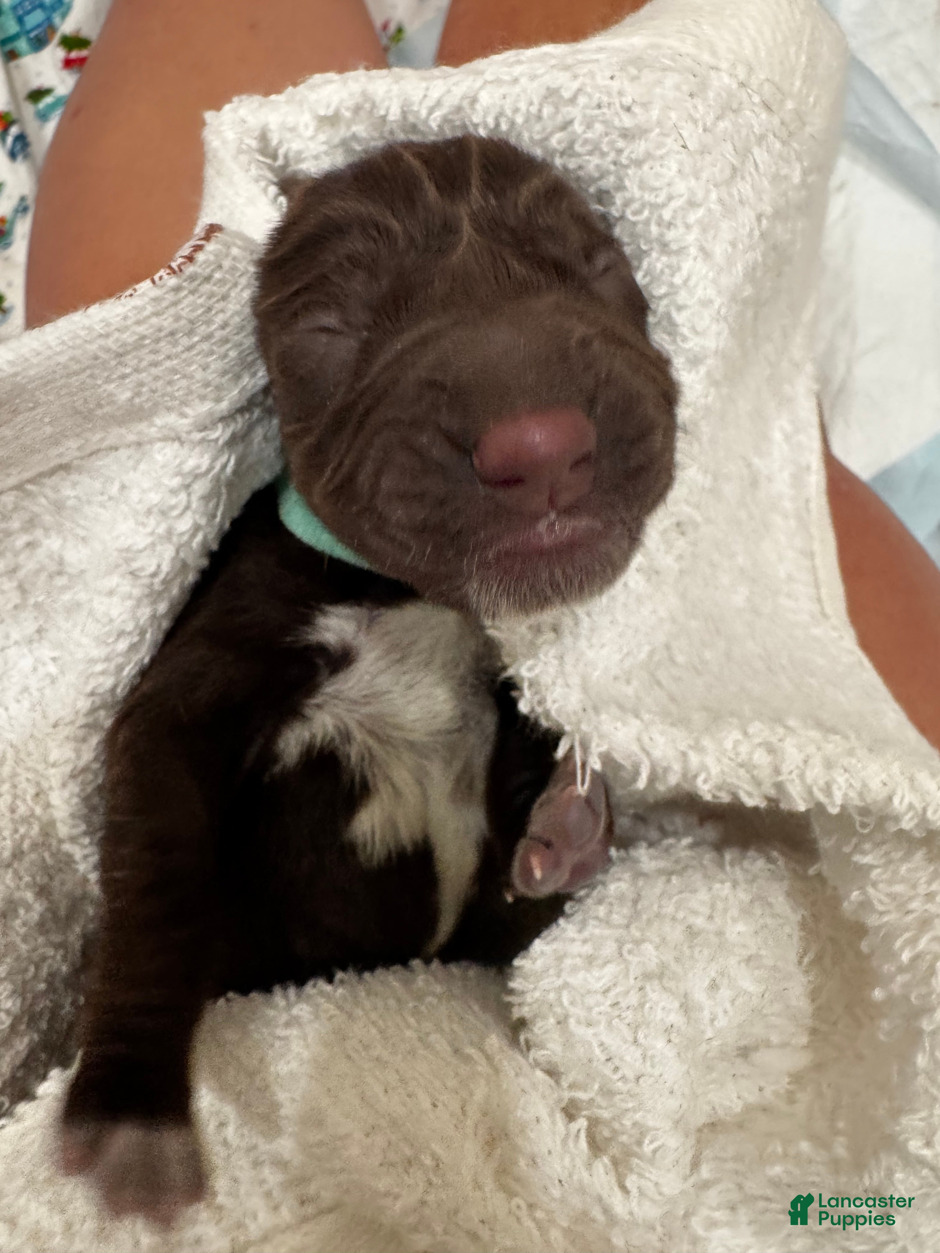 Mixed Breed dogs Teal - Ad 1