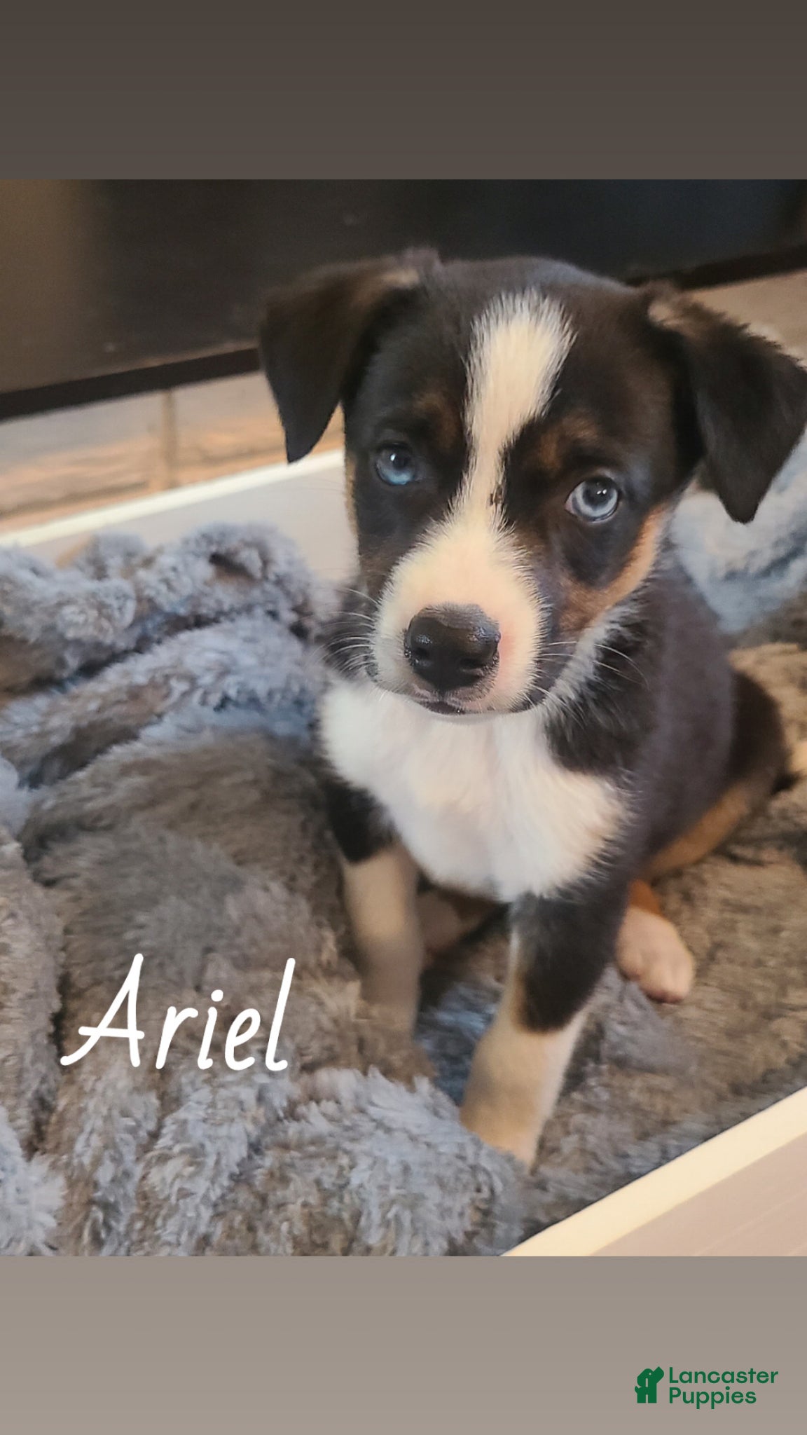 Mixed Breed dogs Mixed Breed Puppy 1 - Ad 1