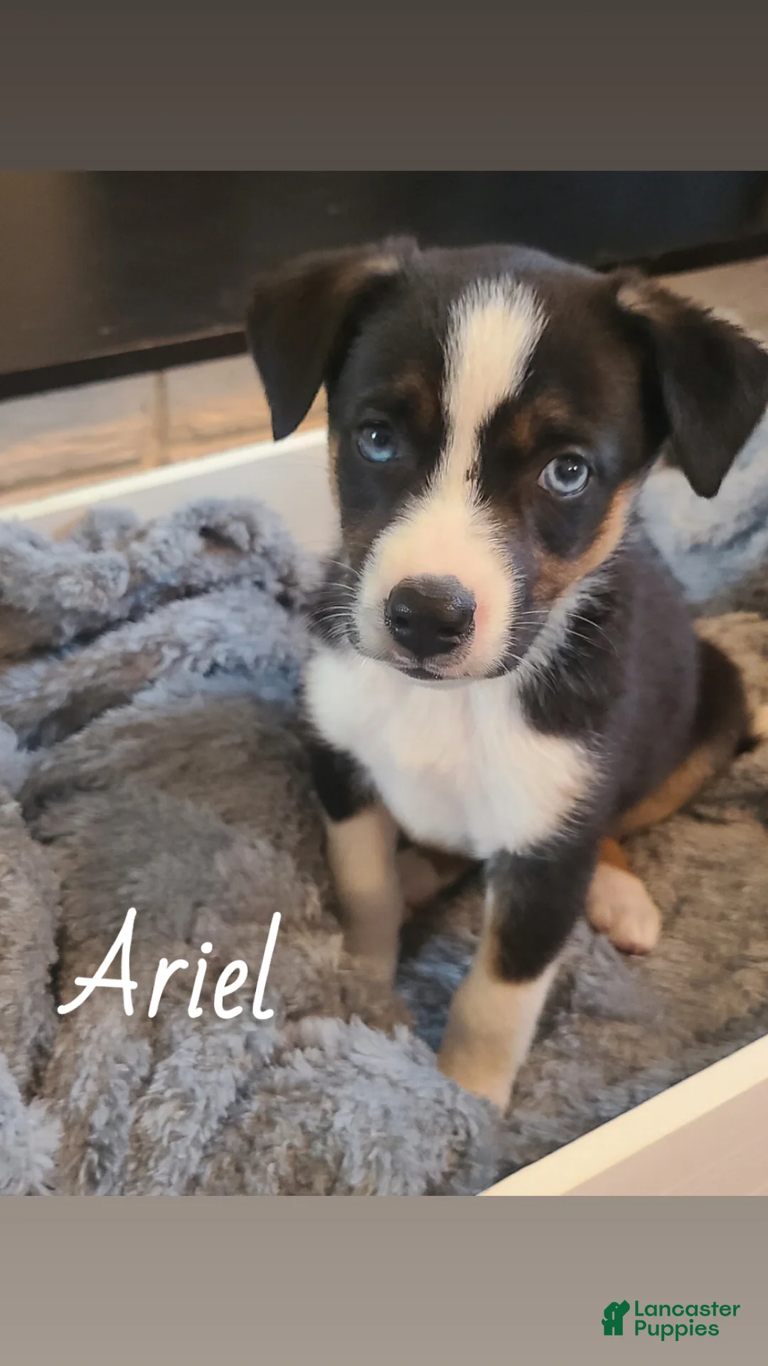 Mixed Breed dogs for sale: Mixed Breed Puppy 1 - Ad 1