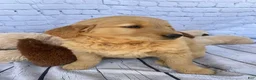 Golden Retriever dogs for sale: Goldy - Ad 3