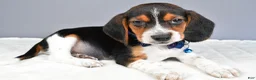 Beagle dogs for sale: Ozzy - Ad 1