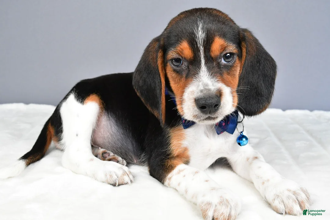 Beagle dogs for sale: Ozzy - Ad 1