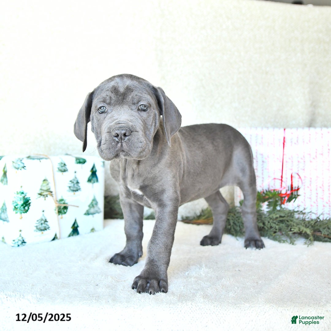 Cane Corso dogs for sale: Joy - Ad 2