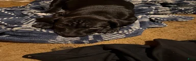 Mixed Breed 3