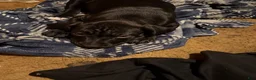 Mixed Breed dogs for sale: Mixed Breed 3 - Ad 1
