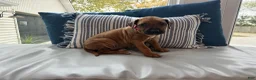 Rhodesian Ridgeback dogs for sale: SOLD “JOJO" AKC RHODESIAN RIDGEBACK - Ad 12