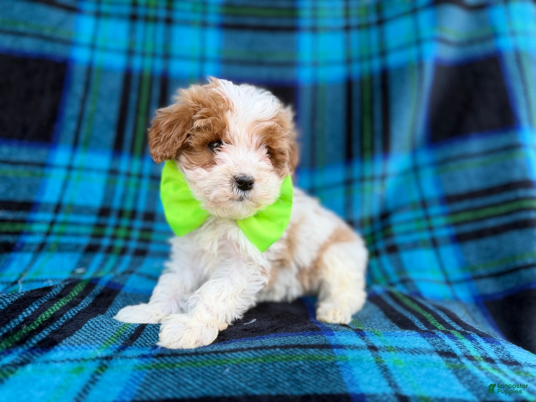 Cavapoo dogs for sale: Bentley  - Ad 6