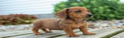 Miniature Dachshund dogs for sale: Tyson 💙 - Ad 10