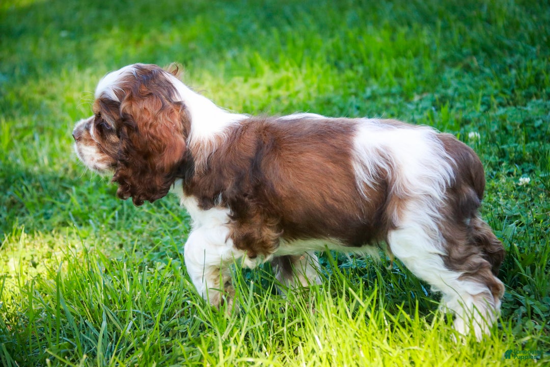 Cocker Spaniel dogs for sale: Badger - Ad 7