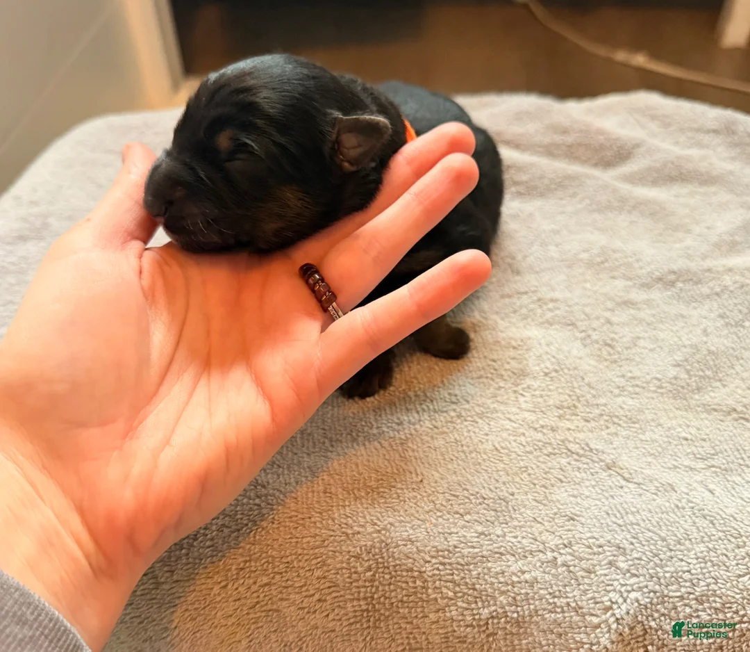 German Shepherd dogs for sale: German Shepherd Puppy 5- Orange Female - Ad 2