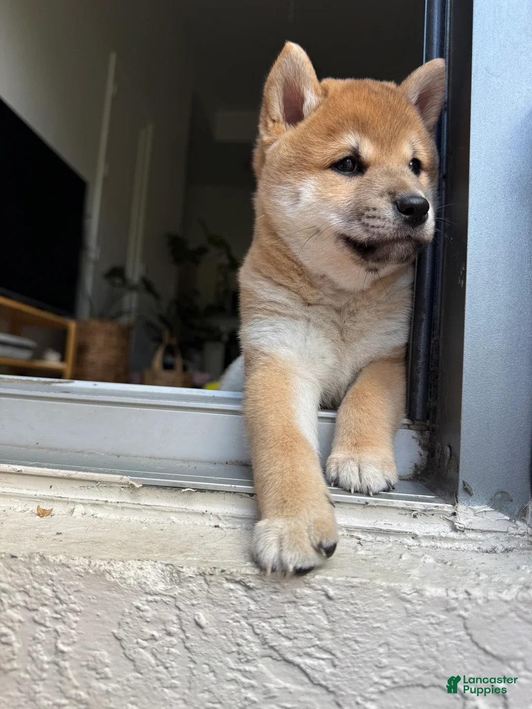 Shiba Inu dogs for sale: Pablo - Ad 1
