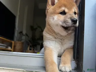 Shiba Inu dogs Pablo - Ad 1