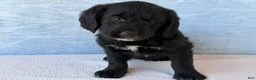 Labradoodle dogs for sale: Labradoodle 3 - Ad 1