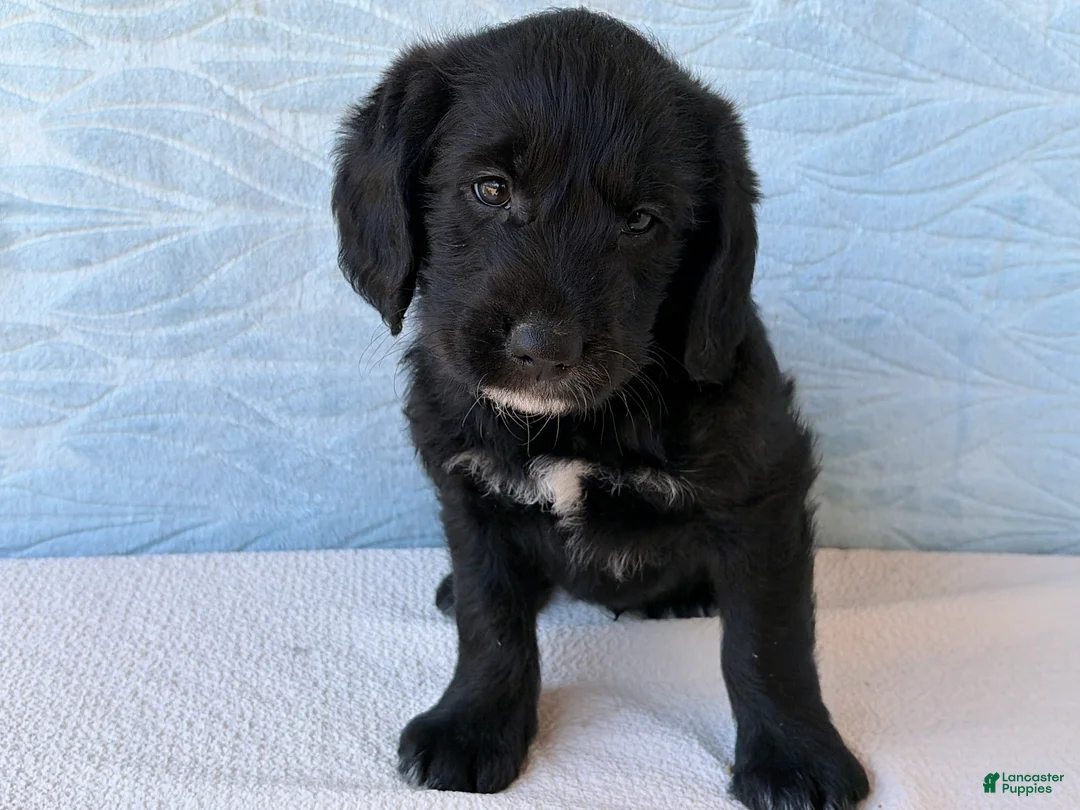 Labradoodle dogs for sale: Labradoodle 3 - Ad 1