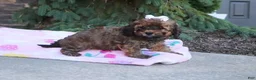 Cavapoo dogs for sale: Rudy - Ad 8