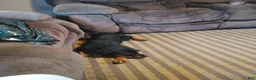Rottweiler dogs for sale: Melina  - Ad 8
