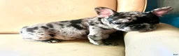 French Bulldog dogs for sale: French Bulldog Macho - Ad 5