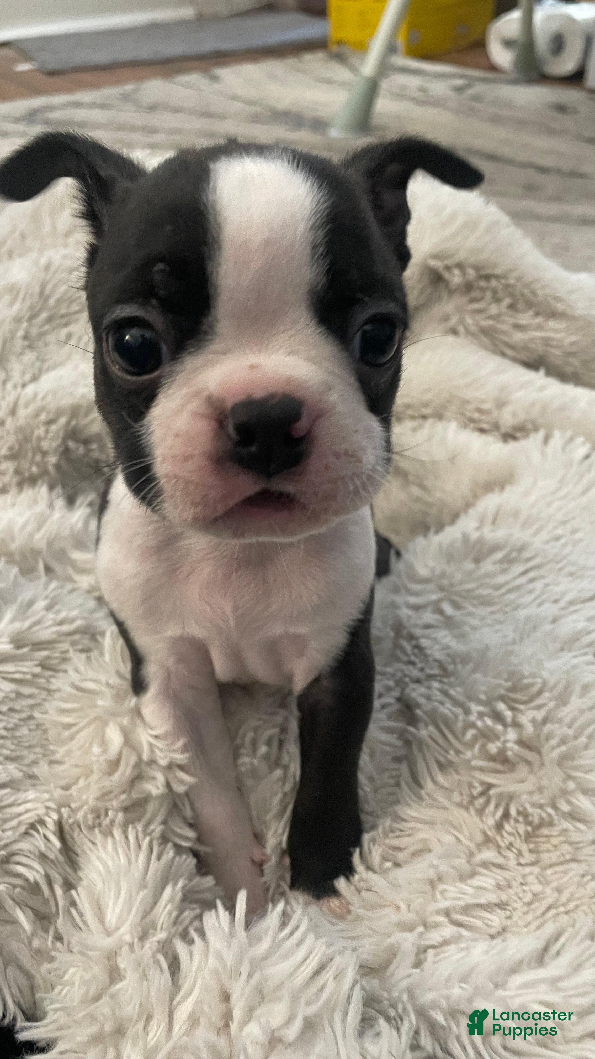 Boston Terrier dogs Diesel - Ad 30