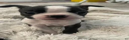 Boston Terrier dogs for sale: Diesel - Ad 1