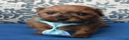 Shihpoo dogs for sale: TINY SAM - Ad 10