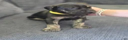 Mixed Breed dogs for sale: Yellow-Partial Brindle - Ad 3