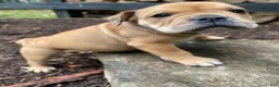 Mixed Breed dogs for sale: Layla - Ad 11
