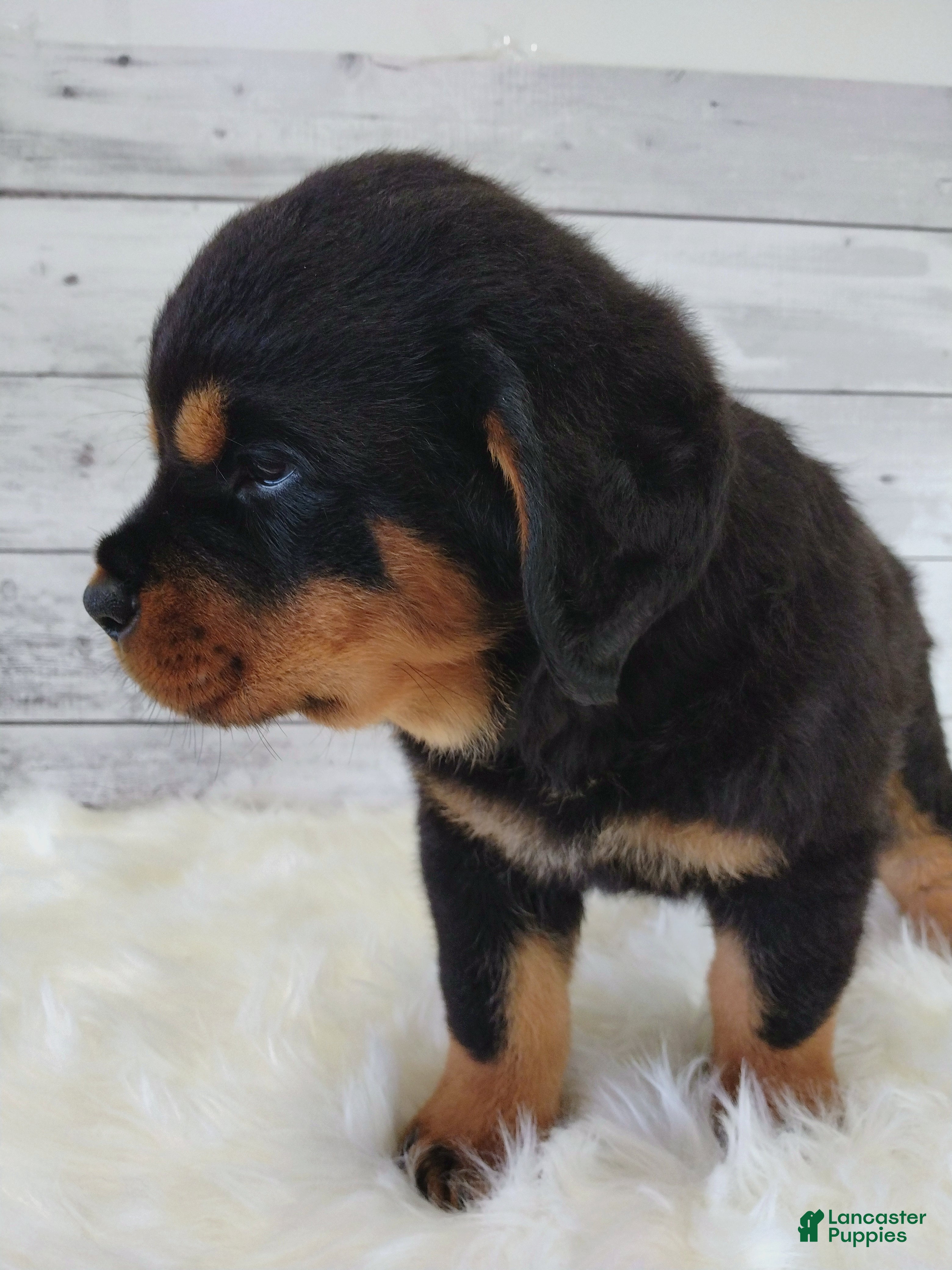 Rottweiler dogs Rosco - Ad 2