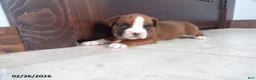 Boxer dogs for sale: Wrangler - Ad 4