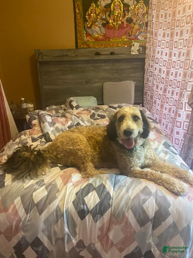 Gallery Image {{count}}