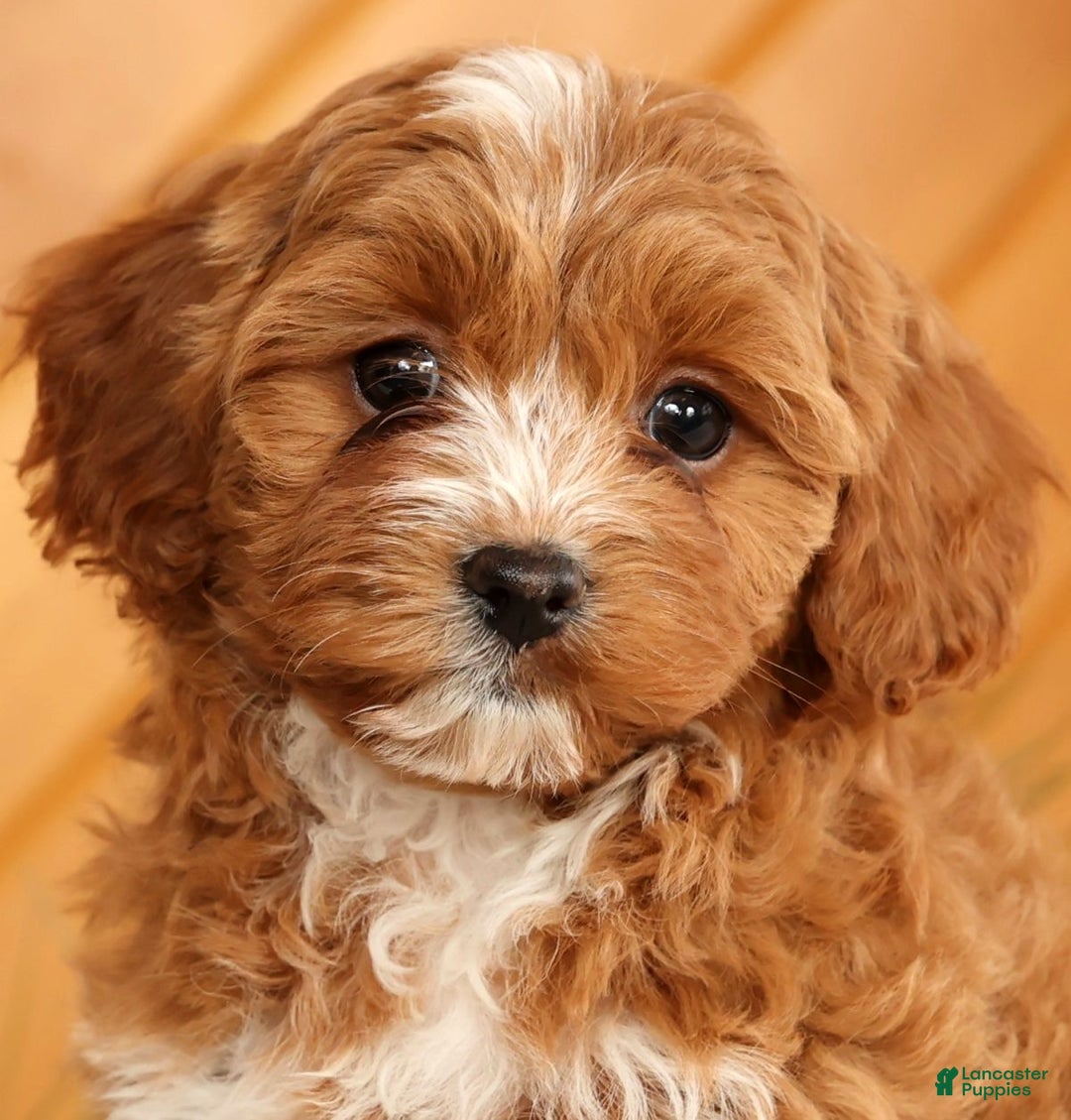 Cavapoo dogs for sale: Joy - Ad 9