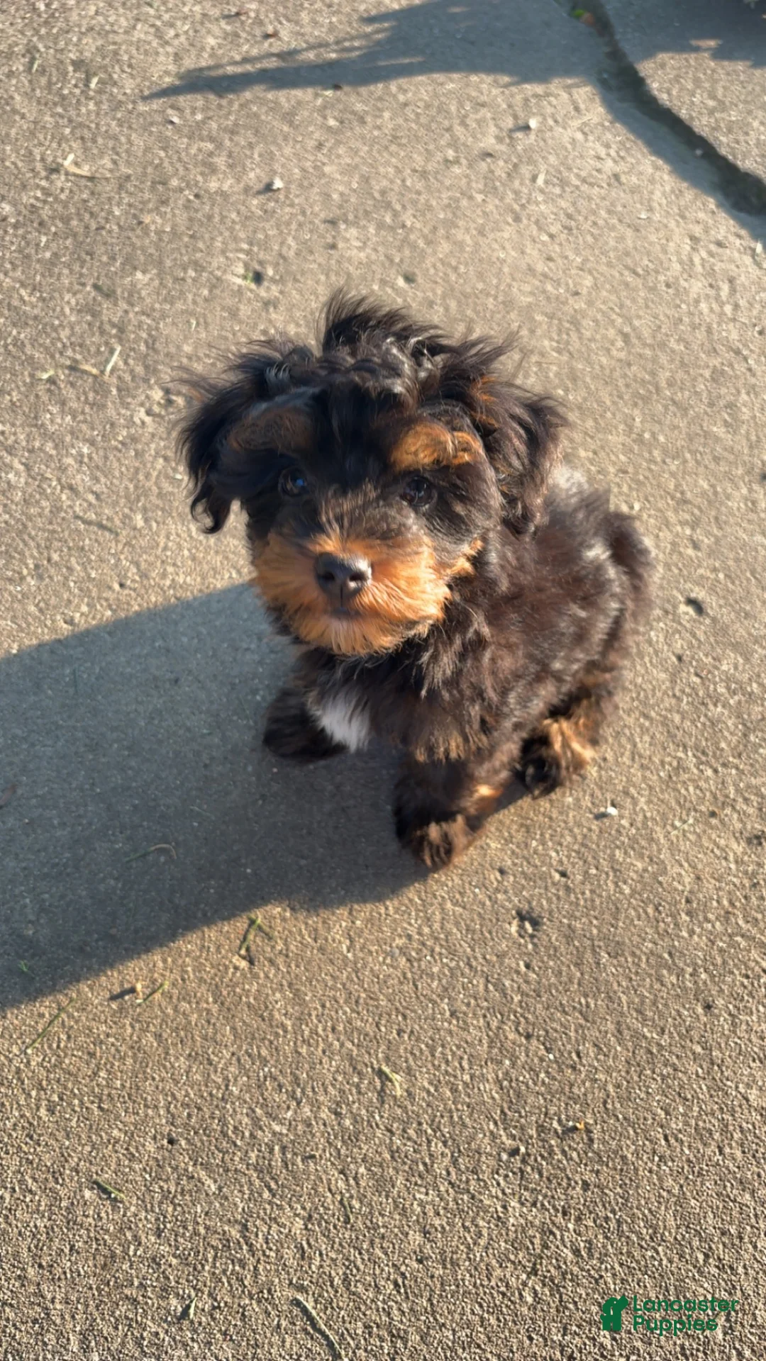 Yorkshire Terrier dogs for sale: Yorkshire Terrier 1 - Ad 2