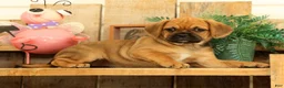 Puggle dogs for sale: Autumn - Ad 4