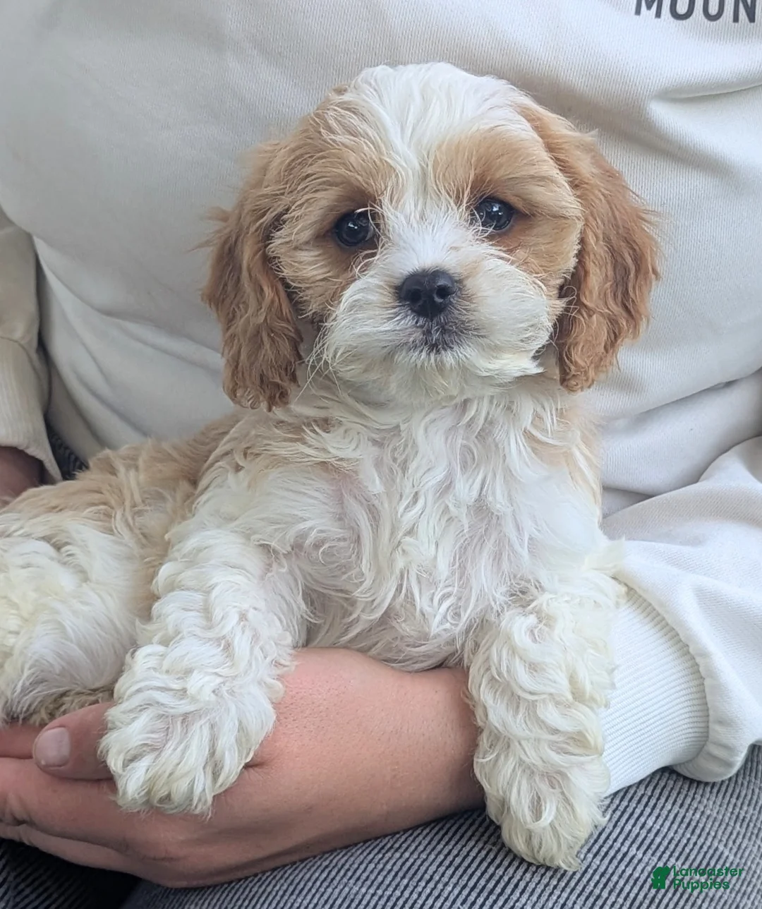 Cavapoo dogs for sale: Mr Andy - Ad 1