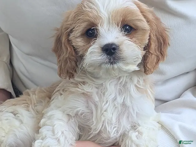 Cavapoo dogs for sale: Mr Andy - Ad 1